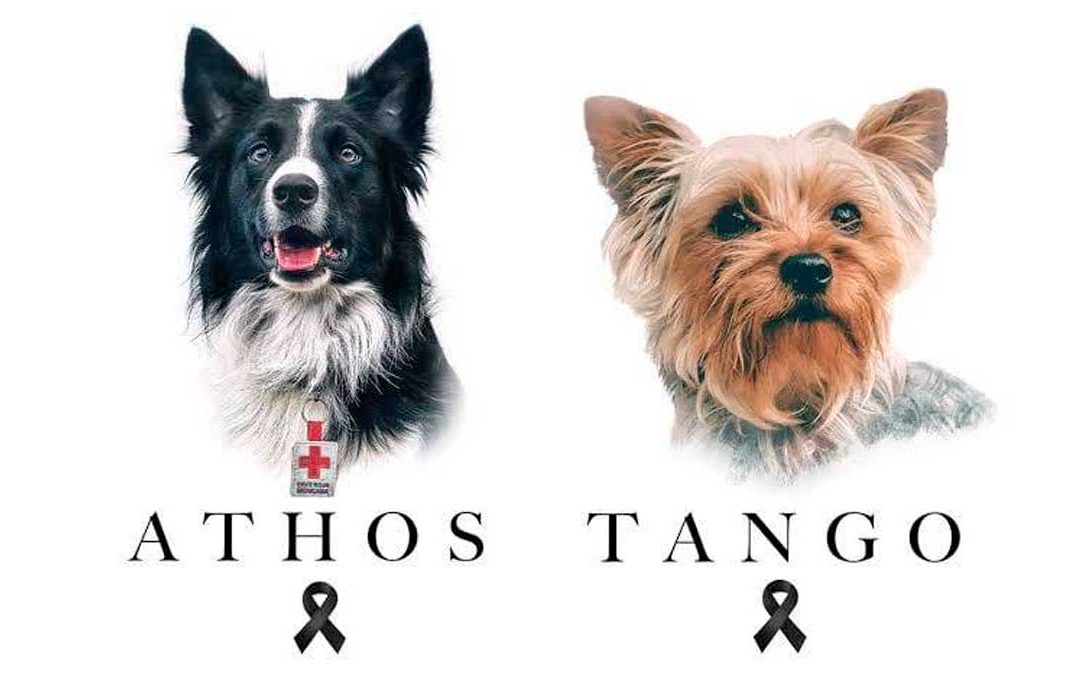 Justicia para Athos y Tango. Sentencian a 10 años y 6 meses de prisión a hombre que mató perritos rescatistas.